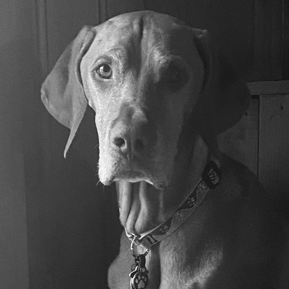 Meet your Posher, Sherry - Picture 2 of 2